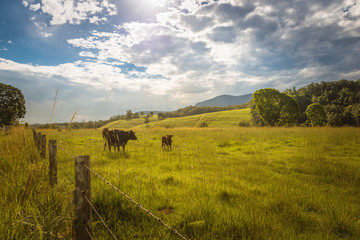 Australian rainforest mountains rural farming countryside landsc