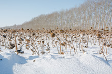 The Field Of Sunflowers In The Winter In Snow.
