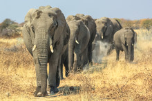 A Herd Of African Elephants Moving In Ethosa National Park Namibia On Yellow Grass Savanna.