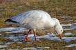Snow Goose Feeding in a Field