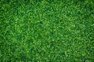 green grass natural background texture.