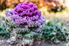 Vertical Closeup Of Tall Purple Kale Plant In Garden