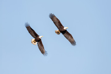 Bald Eagle in Flight