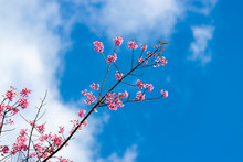 Cherry Blossoms Or Sakura Flower In Chiang Mai Thailand