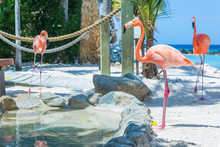 Flamingo And Iguana On The Beach