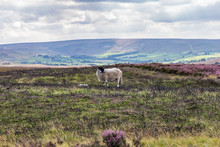 North York Moors Landscape Between Scaling And Charltons, Redcar And Cleveland, England, UK