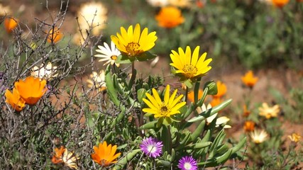 Poster - Brightly colored wild flowers waving in the wind, Namaqualand, Northern Cape, South Africa