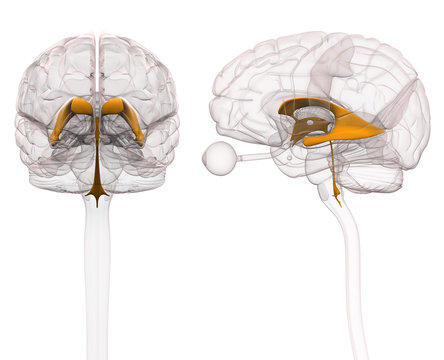 Ventricles of Brain Anatomy