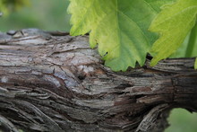 Vine Bark Close Up With Green Leaf