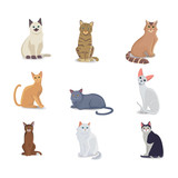 Fototapeta Koty - Collection Cats of Different Breeds. Vector isolated cat on white background. Home animal or pets. Fanny kittens faces