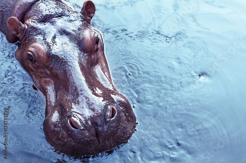 Fotografía Portrait of a hippopotamus floating on the water
