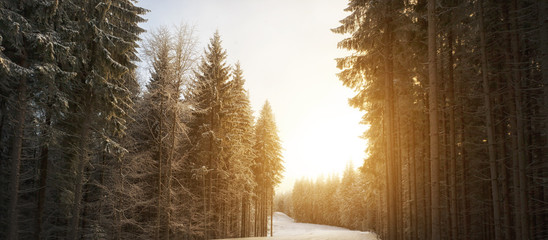 Wall Mural - Rays of sun shine through bunches of firs