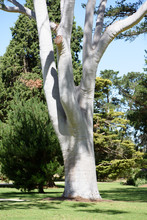 White Eucalyptus Trunk Closeup