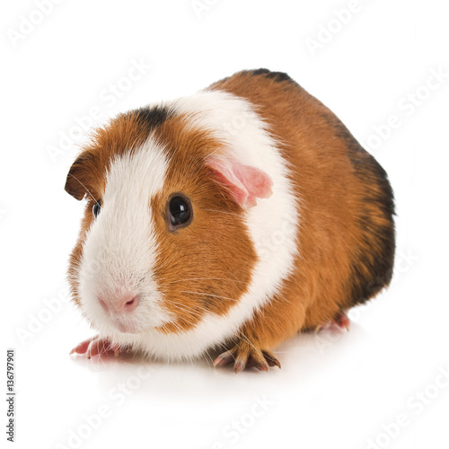 Meerschweinchen Buy This Stock Photo And Explore Similar Images