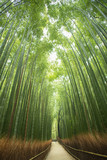 Fototapeta Bambus - Bambuswald, Arashiyama, Kyoto, Japan