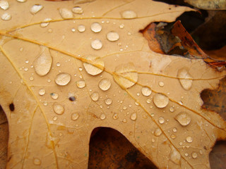 Poster - Autumn oak leaf on the ground with drops of dew