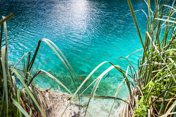 Fish swim in the clear turquoise water at the shore of the lake.