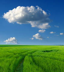 green wheat field and clouds
