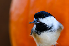 Chickadee (Parus Atricapillus) With Sunflower Seed In Its Mouth.