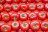 Fototapeta Kuchnia - Tomatoes