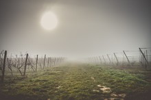 Foggy Vineyard Morning