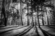 © Poliuszko - Trees in a park with rays of light and shadows on the ground. Black and white image.