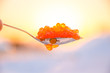 blue plate with metal spoon. red caviar in the snow.