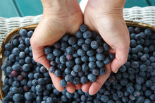 Handful Of Blueberries