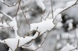 © eqroy - Snow on bare tree branches after a Noreaster blizzard snowstorm