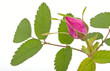 Branch of dog-rose with leaf and one bud. Isolated on white back