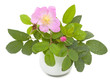 Branch of dog rose with leaves, flower and  one bud in a ceramic