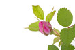 Branch of dog-rose with leaf and one bud and an empty place for