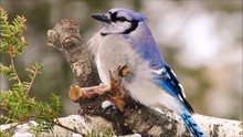 Blue Jay Bird (Cyanocitta Cristata) Perched Up On Birch In Windy Winter Day Looking Around