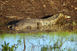 Australian  saltwater crocodile