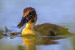 Cute looking duckling swimming in park pond