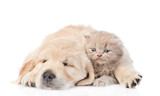 Fototapeta Psy - Sleep puppy hugging a cute kitten. isolated on white background