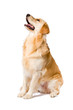 © ericlefrancais1 - Golden Retriever adult sitting looking up side view isolated