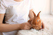 Girl holding small rabbit, closeup