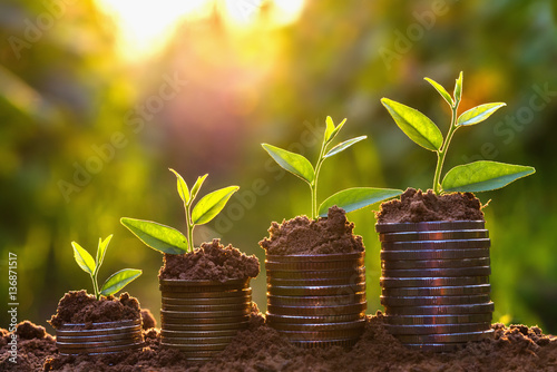 Fotografía Money growing concept,Business success concept, Tree growing on pile of coins mo