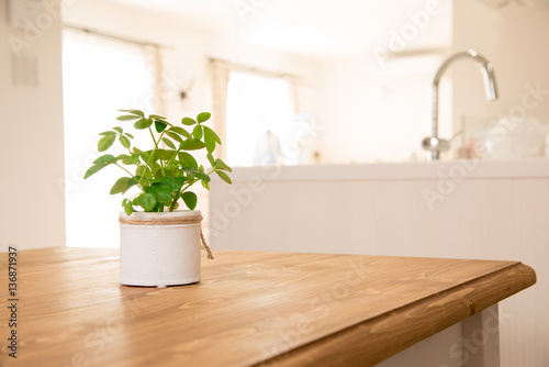 ダイニングテーブルに置いてある観葉植物 Buy This Stock Photo And Explore Similar Images At Adobe Stock Adobe Stock ダイニングテーブルに置いてある観葉植物 Buy This Stock Photo And Explore Similar Images At Adobe Stock Adobe Stock