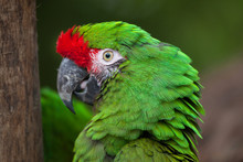 Green Military Macaw (Ara Militaris)