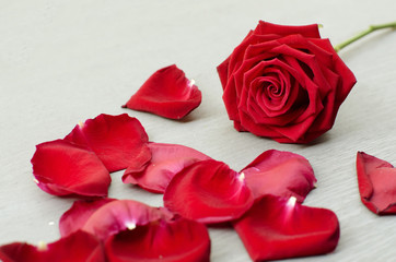 Red rose a symbol of love and valentine's day with red petals of