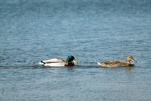 2 Ducks On The Water