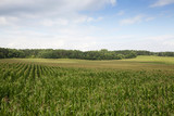 Fototapeta Krajobraz - Corn field, summer time
