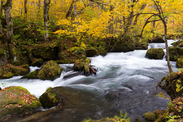 Wall Mural - Oirase Mountain Stream in autumn