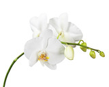Fototapeta  - Three day old white orchid flowers isolated on white background. Closeup.