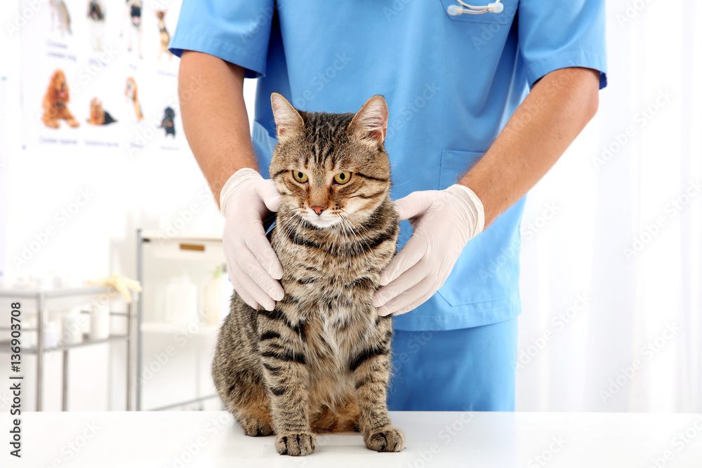 Veterinarian examining cat in clinic