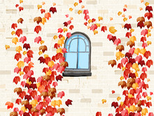 Wall And Windows Of House Covered With Red Ivy In Autumn