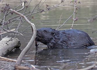 Eurasian beaver (Castor fiber)