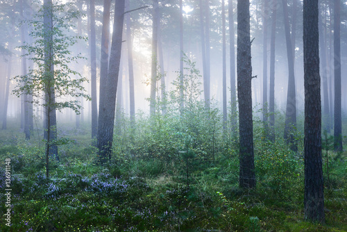 Foggy sunrise in the beautiful deciduous forest in Latvia.